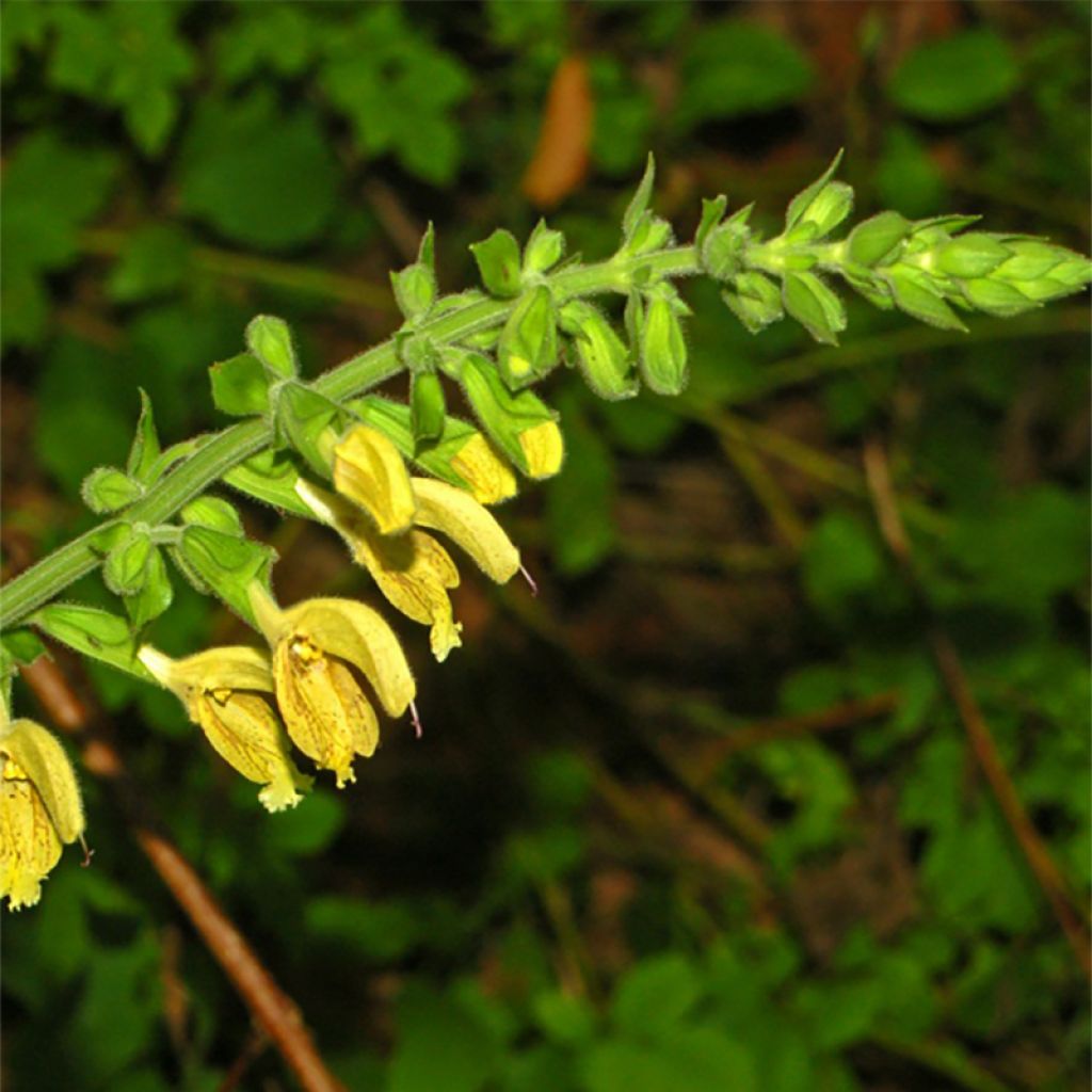 Salvia glutinosa - Salvia vischiosa