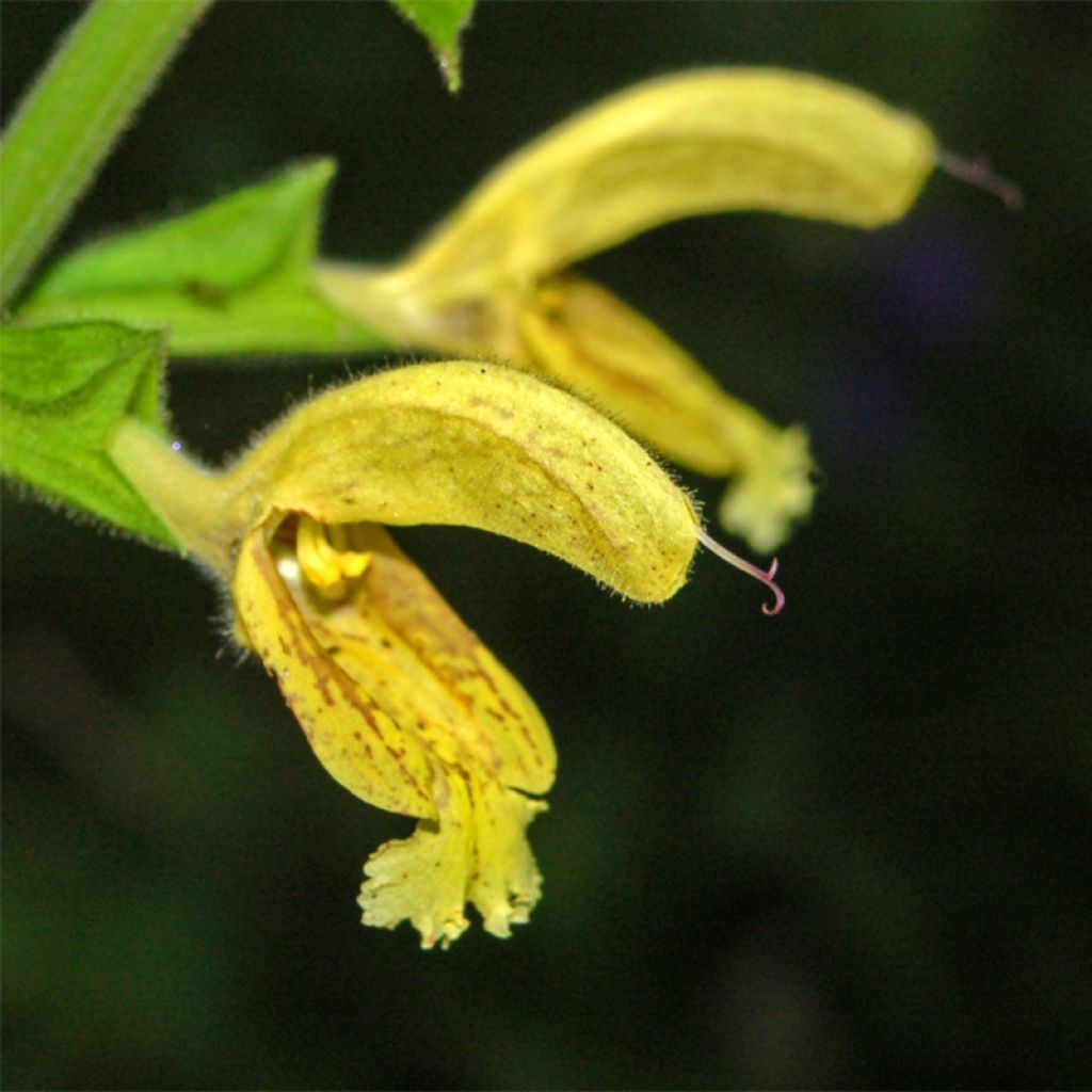 Salvia glutinosa - Salvia vischiosa