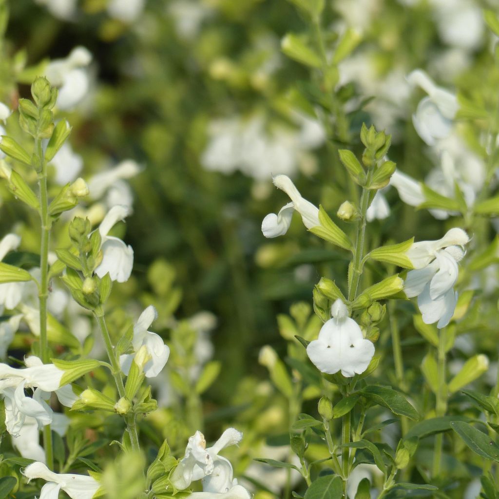 Salvia greggii Alba