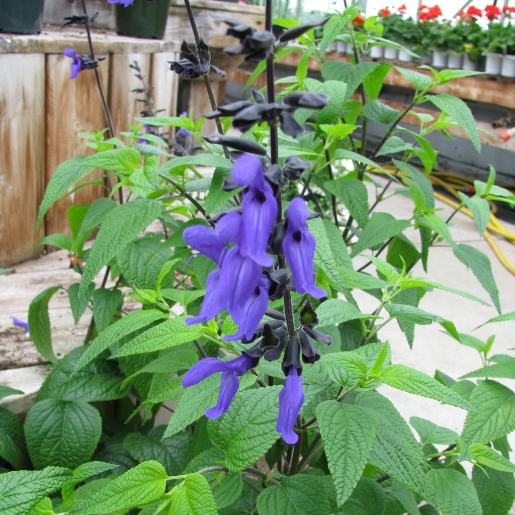 Salvia guaranitica Black and Blue