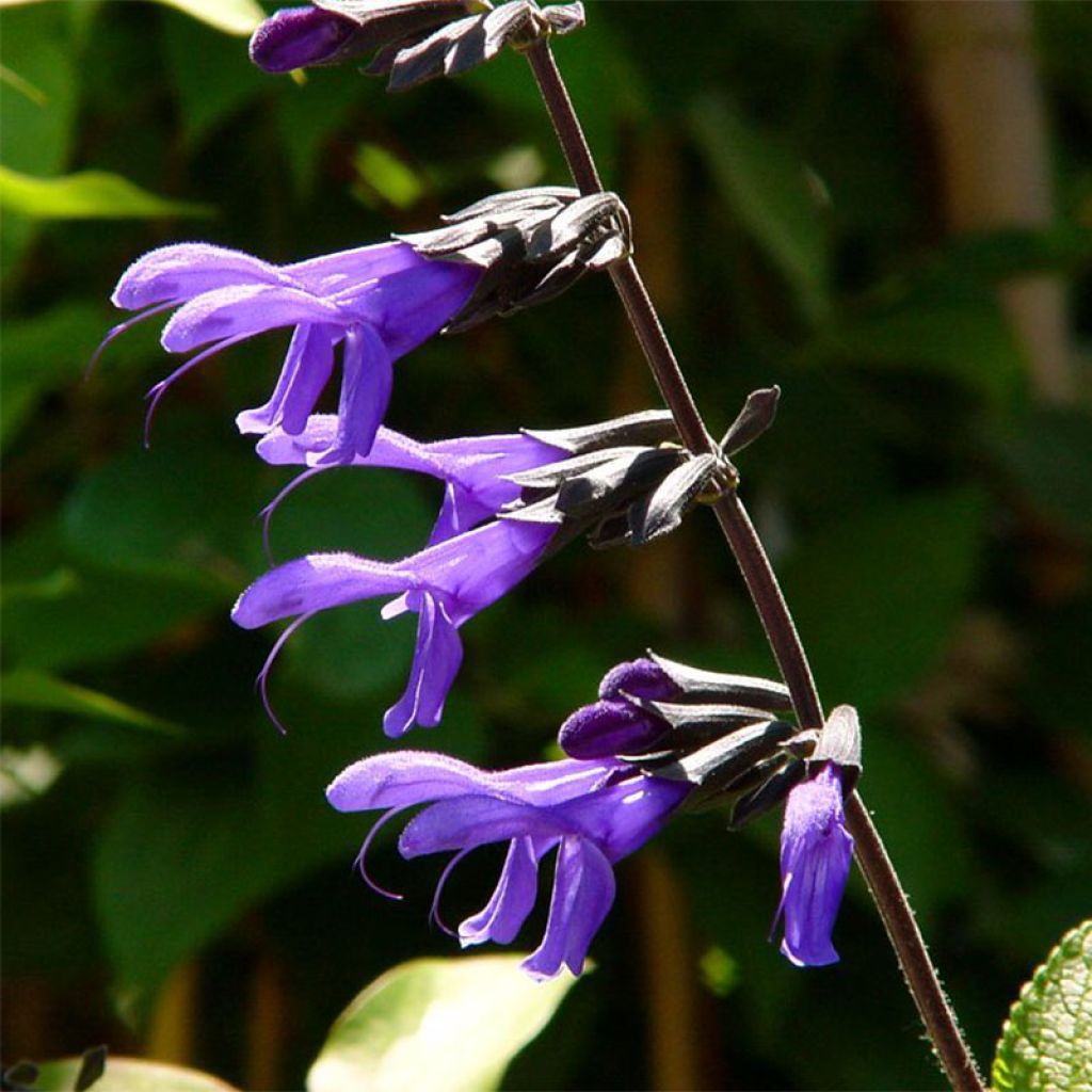 Salvia guaranitica Black and Blue