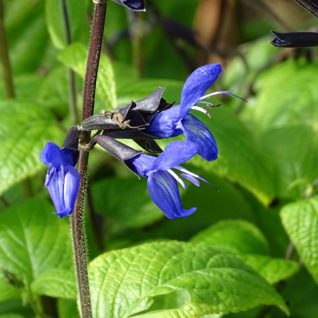 Salvia guaranitica Black and Blue