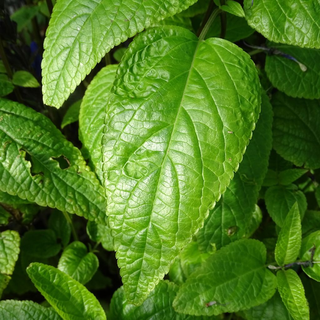 Salvia guaranitica Black and Blue