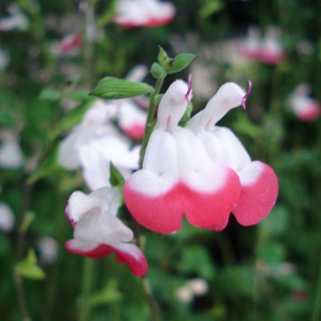 Salvia microphylla grahamii Hot Lips - Salvia arbustiva