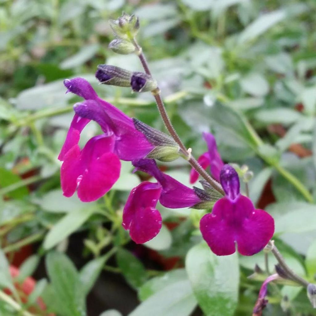 Sauge arbustive - Salvia jamensis Violette de Loire