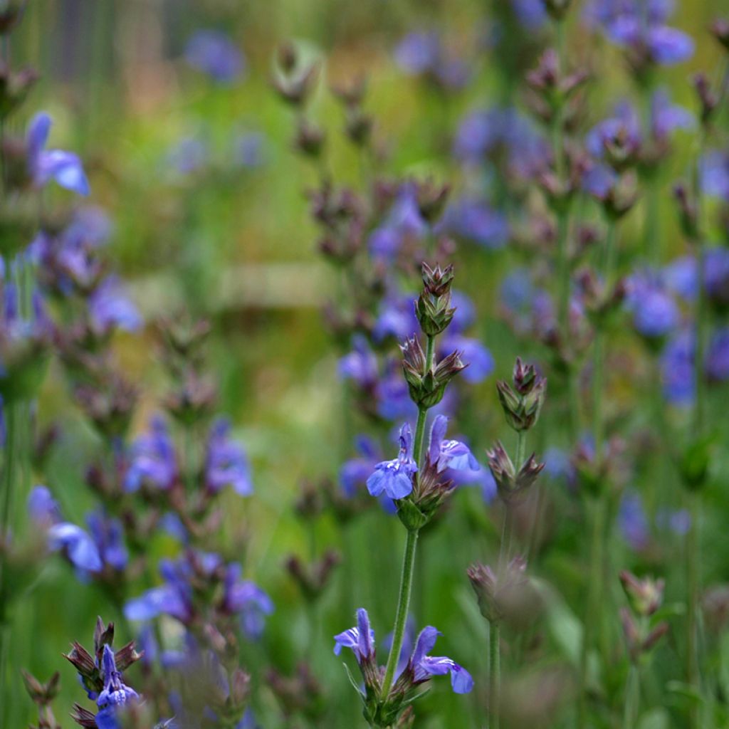 Salvia lavandulifolia - Salvia comune