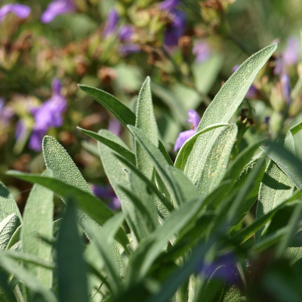 Salvia lavandulifolia - Salvia comune