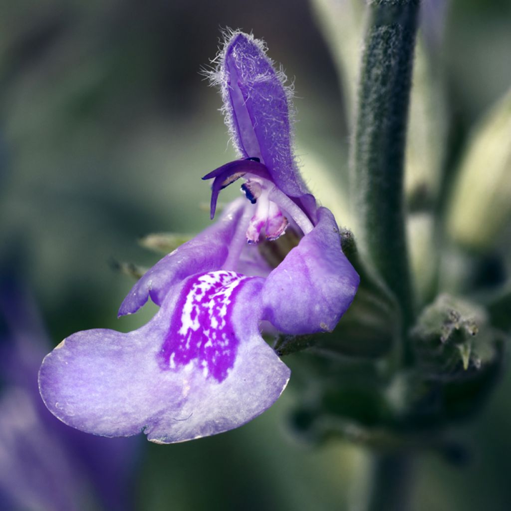 Salvia lavandulifolia - Salvia comune