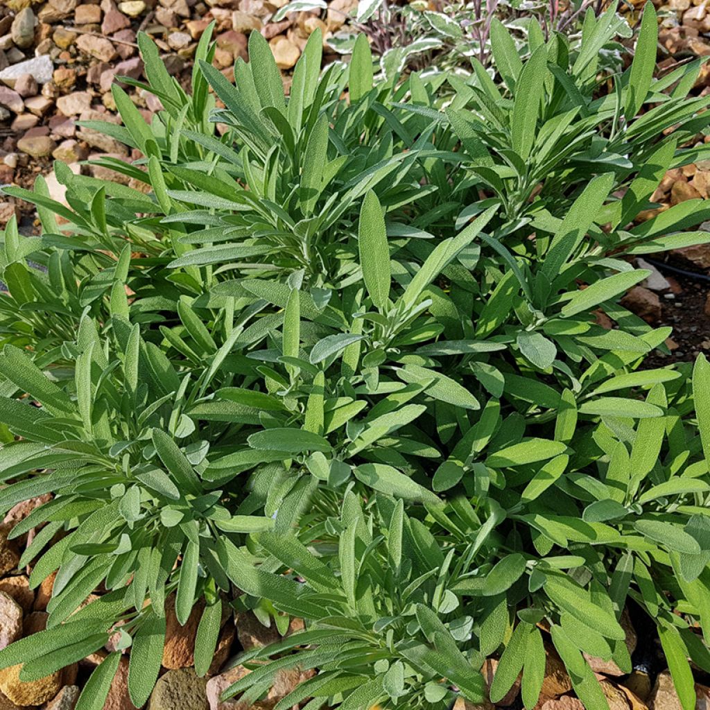 Salvia lavandulifolia - Salvia comune