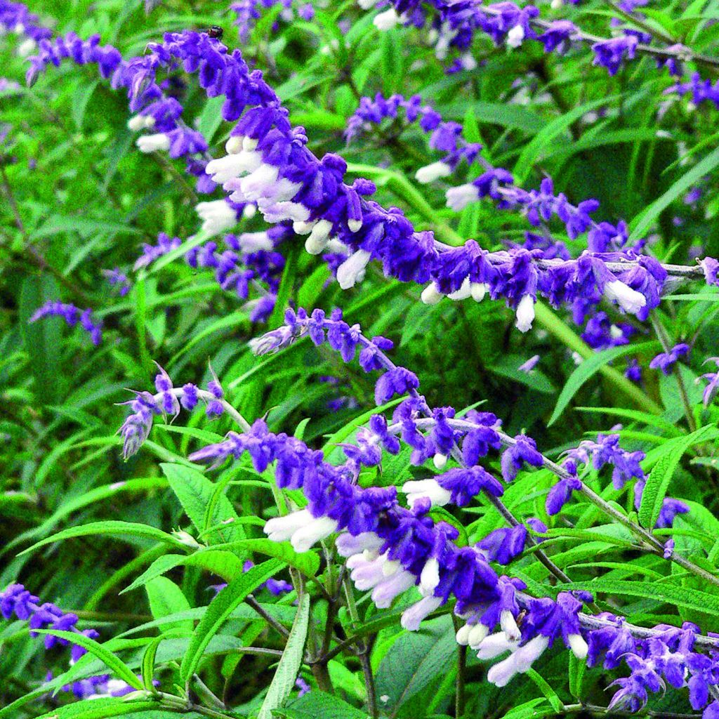 Salvia leucantha - Salvia a fiori bianchi