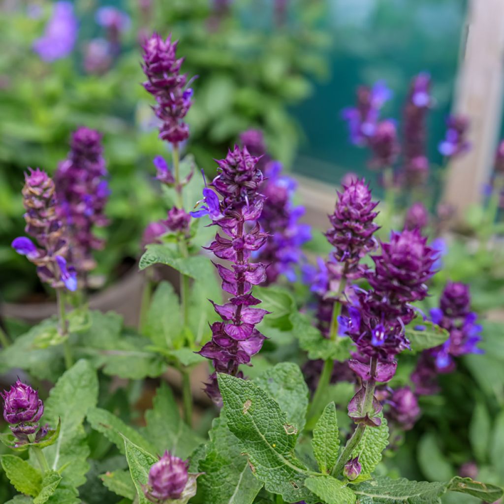 Salvia nemorosa Blue Marvel