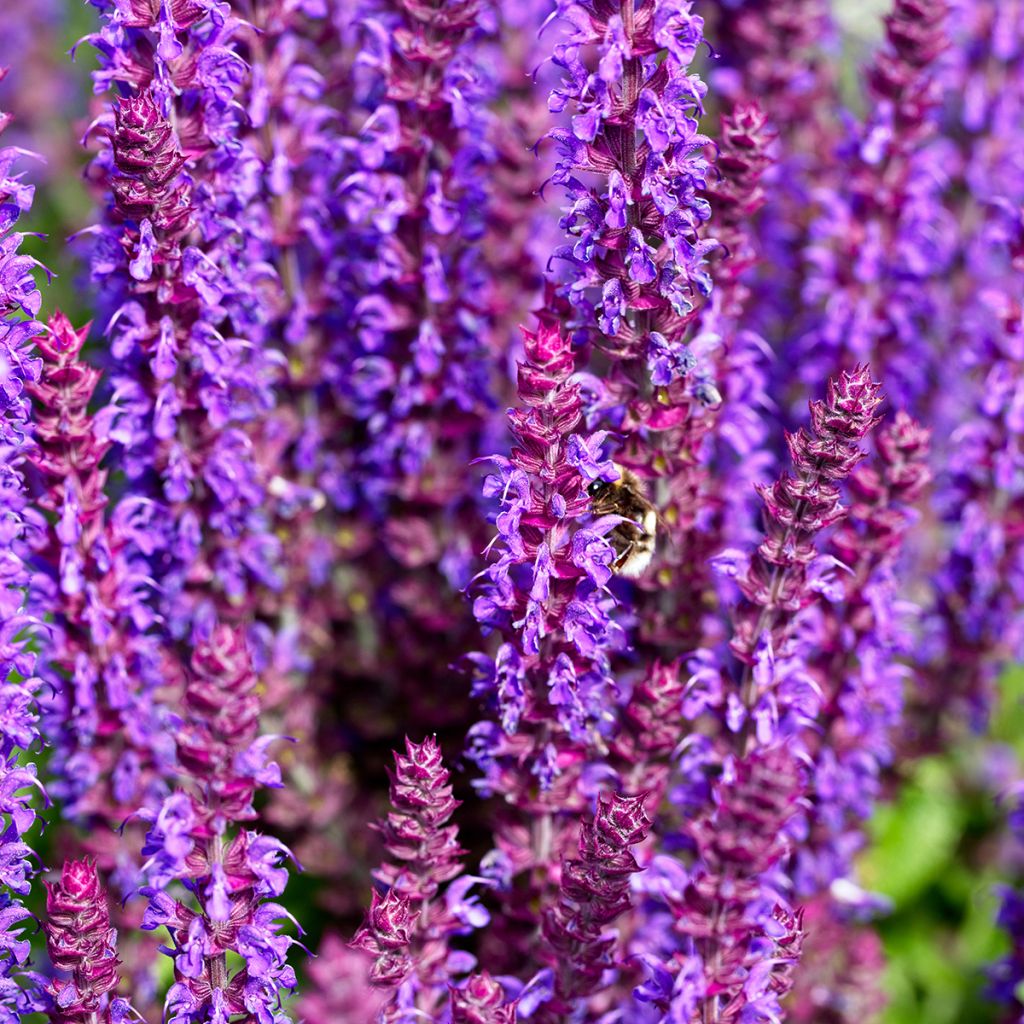 Salvia nemorosa Caradonna Compact