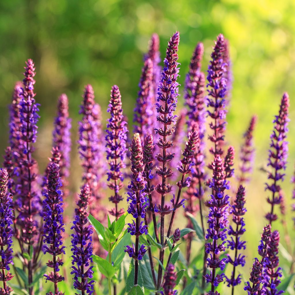 Salvia nemorosa Caradonna Compact