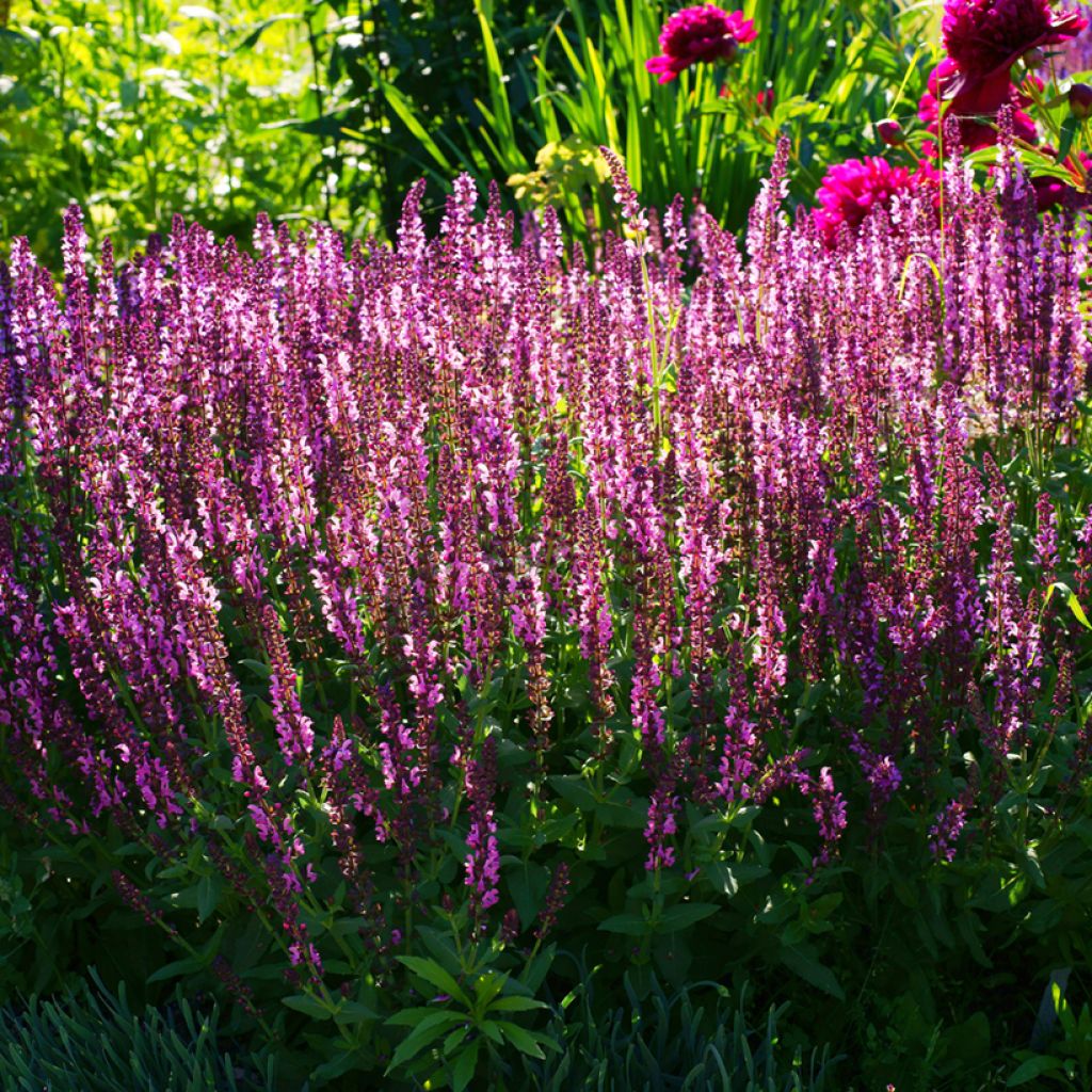 Salvia sylvestris Lyrical Rose