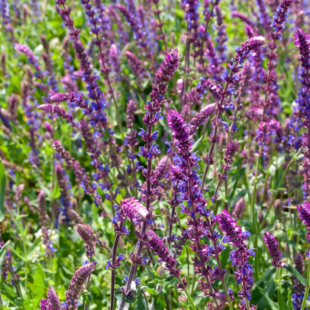 Salvia nemorosa Ostfriesland