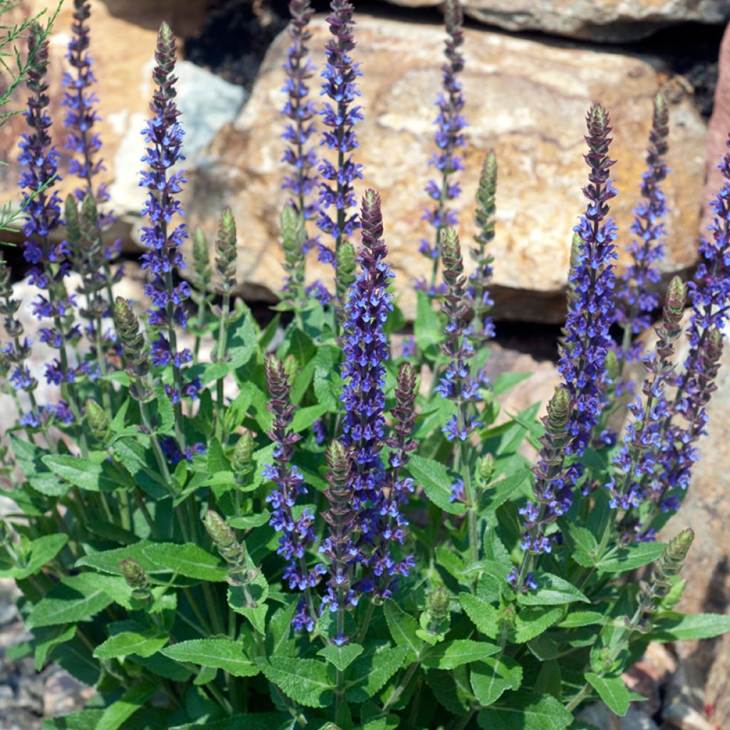 Salvia nemorosa Ostfriesland