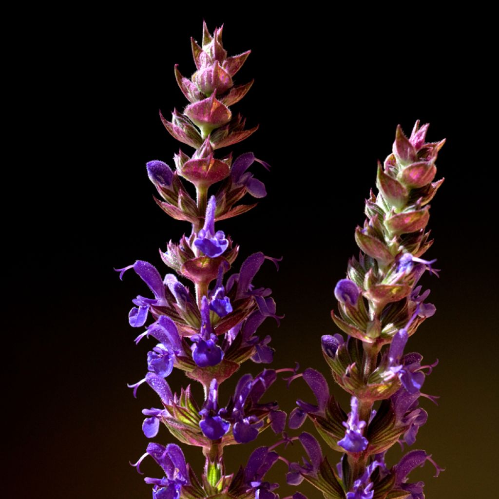 Salvia nemorosa Ostfriesland