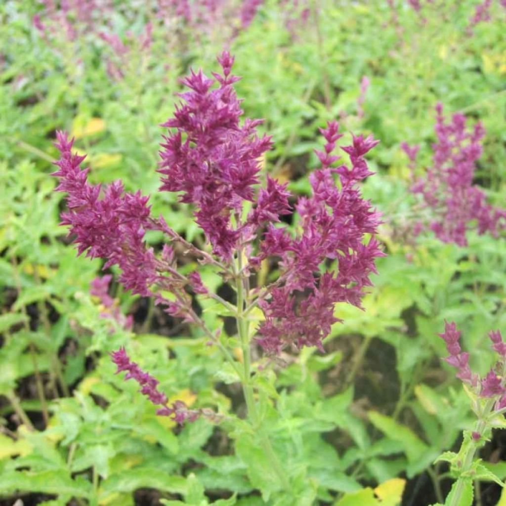 Salvia nemorosa Schwellenburg