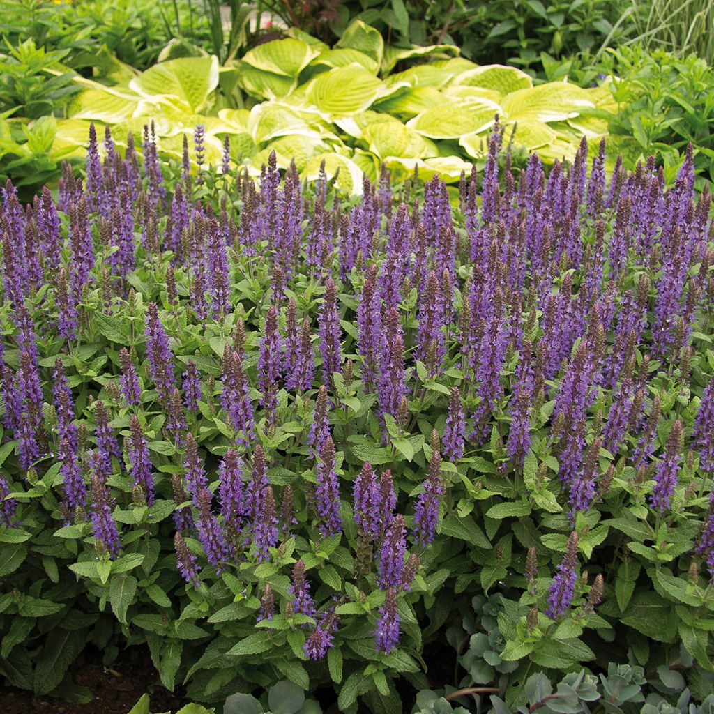 Salvia nemorosa Sensation Deep Blue