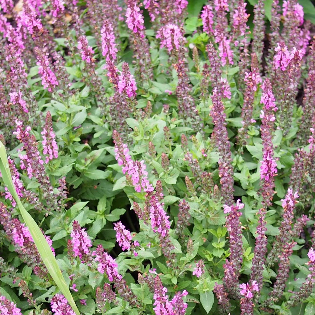 Salvia nemorosa Sensation Rose