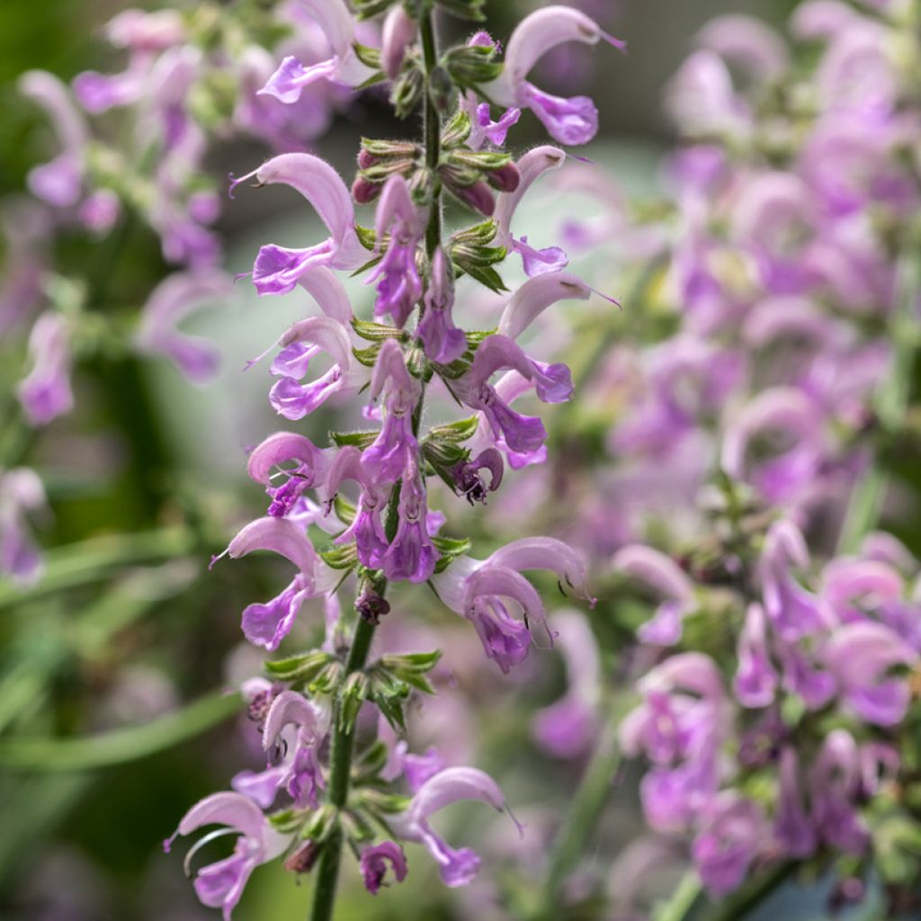 Salvia nemorosa Sensation Rose