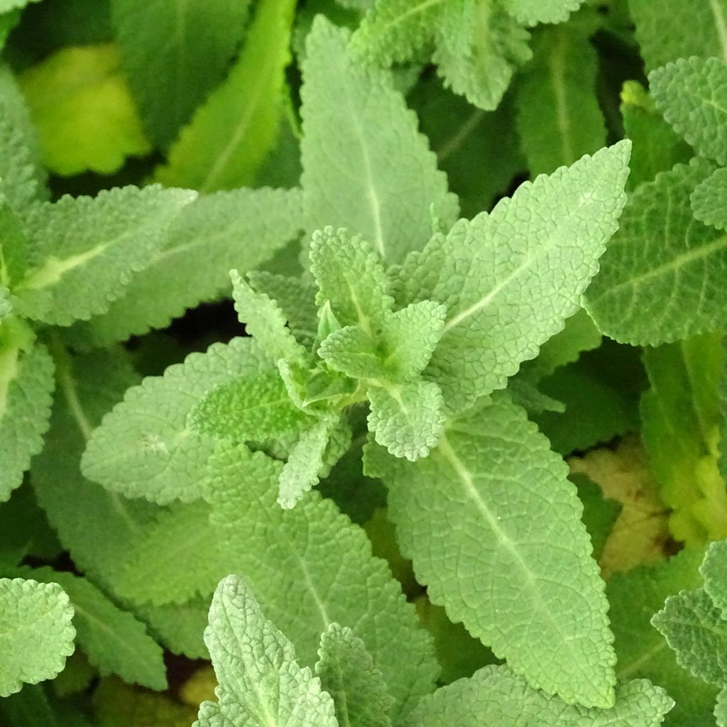 Salvia nemorosa Sensation White