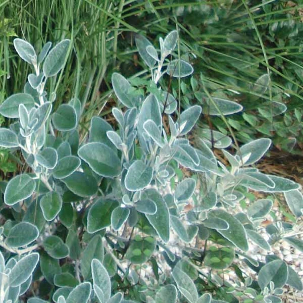 Salvia officinalis Berggarten - Salvia comune