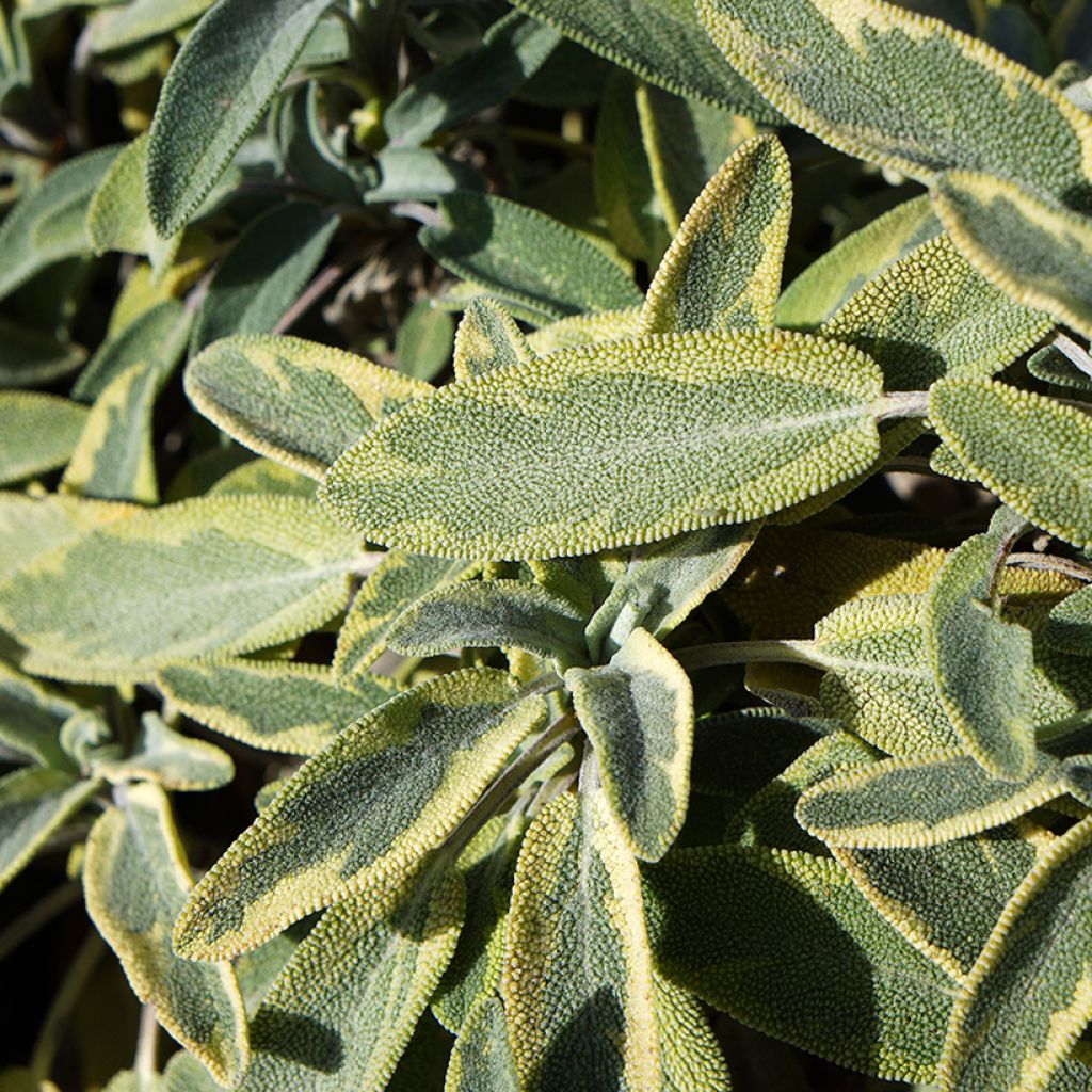 Salvia officinalis Berggarten Variegated - Salvia comune