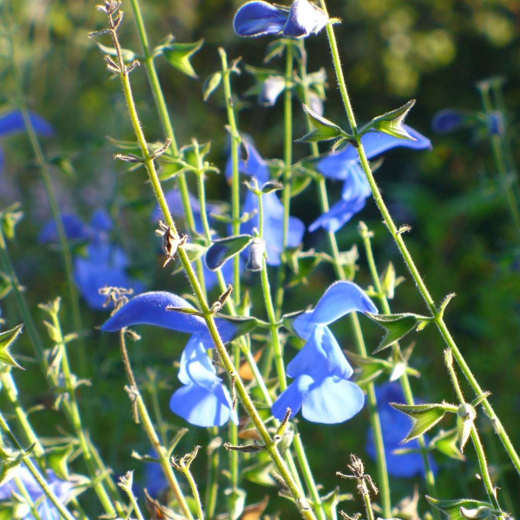 Salvia patens Royal Blue