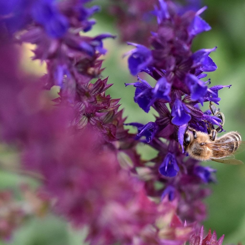 Salvia pratensis Lyrical Blues - Salvia dei prati