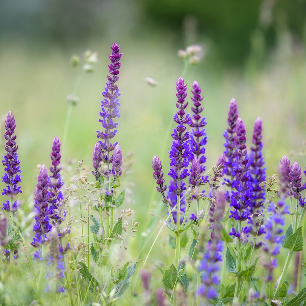 Salvia pratensis Lyrical Blues - Salvia dei prati