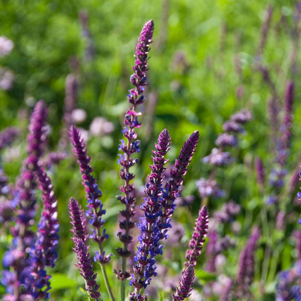 Salvia pratensis Lyrical Blues - Salvia dei prati