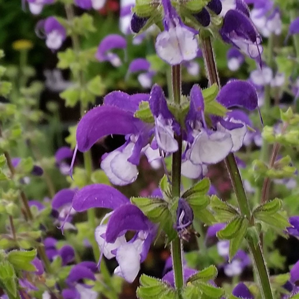 Salvia pratensis Madeline - Salvia dei prati