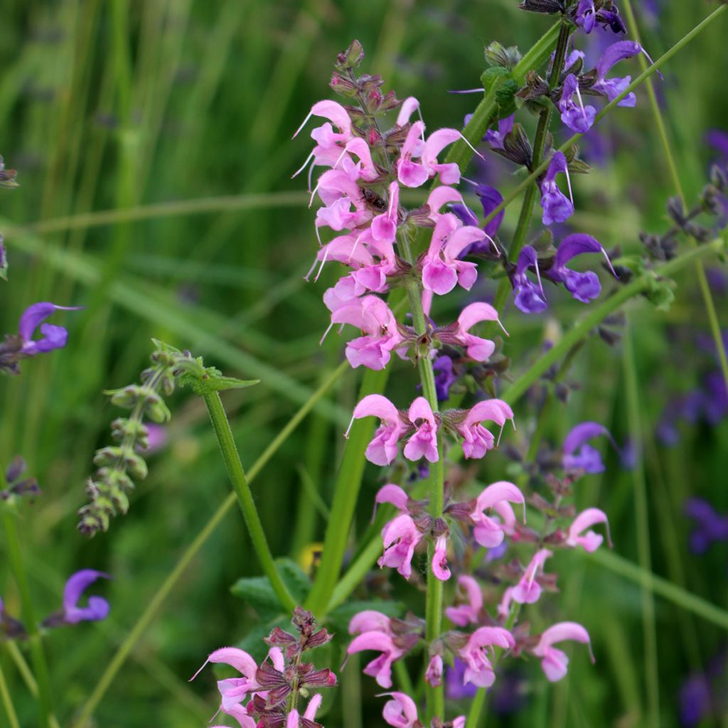 Salvia pratensis Rose Rhapsody - Salvia dei prati