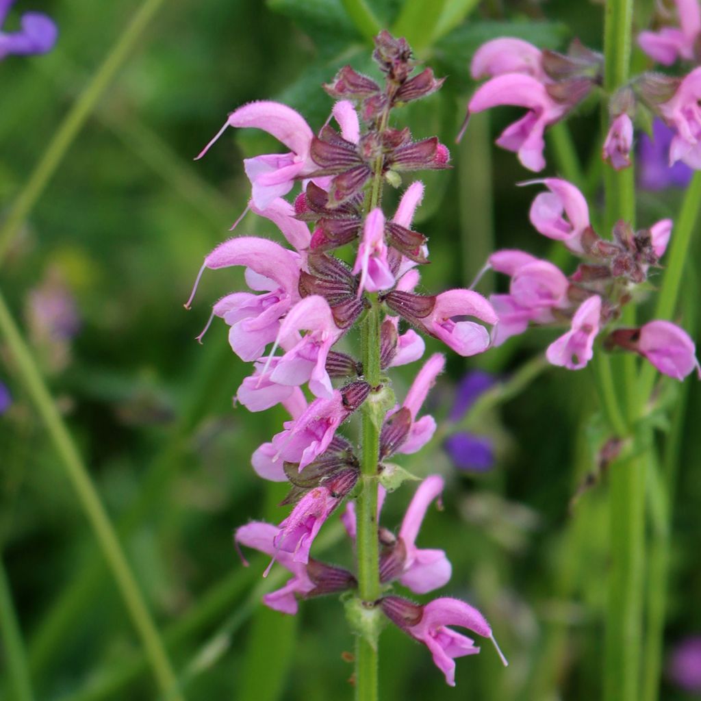 Salvia pratensis Rose Rhapsody - Salvia dei prati