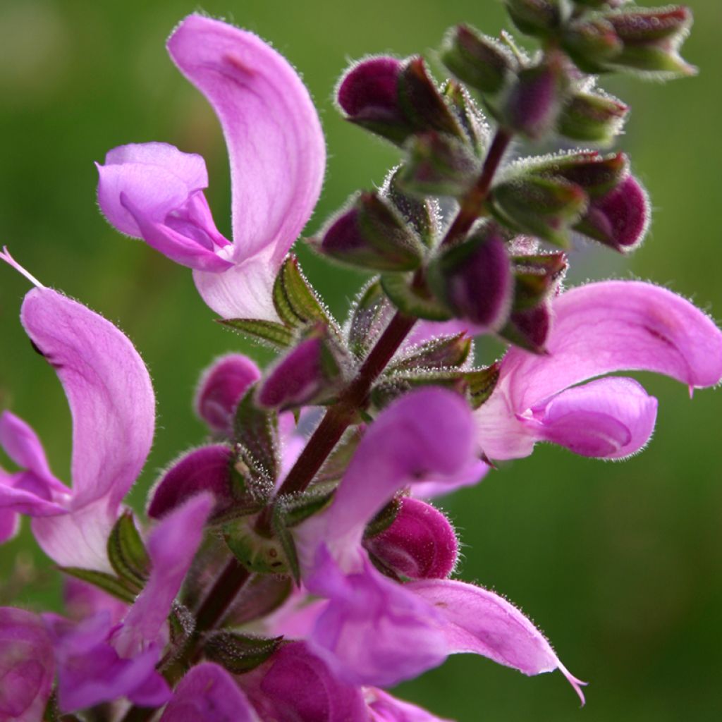 Salvia pratensis Sweet Esmeralda - Salvia dei prati