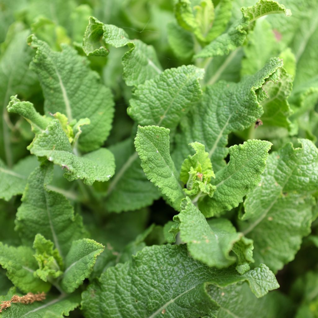 Salvia pratensis Sweet Esmeralda - Salvia dei prati