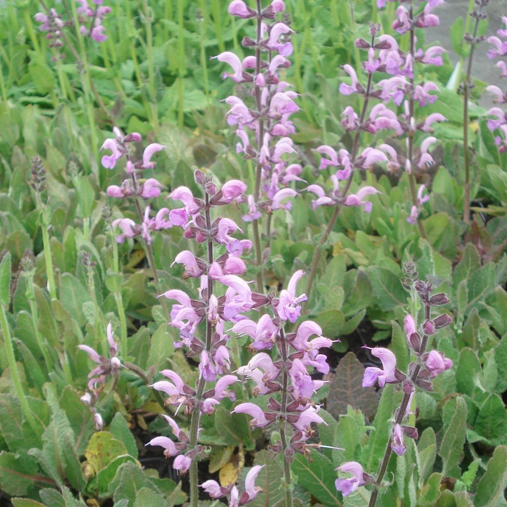 Salvia pratensis Eveline - Salvia dei prati