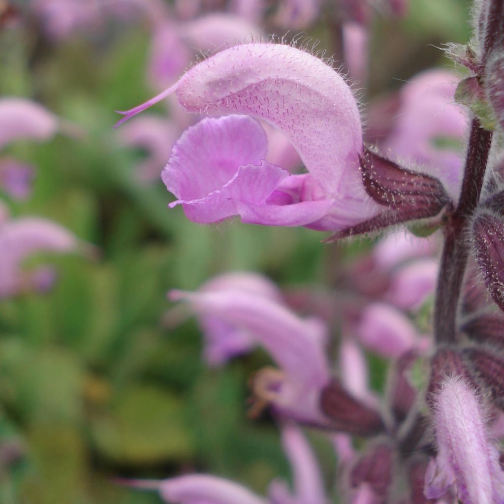 Salvia pratensis Eveline - Salvia dei prati