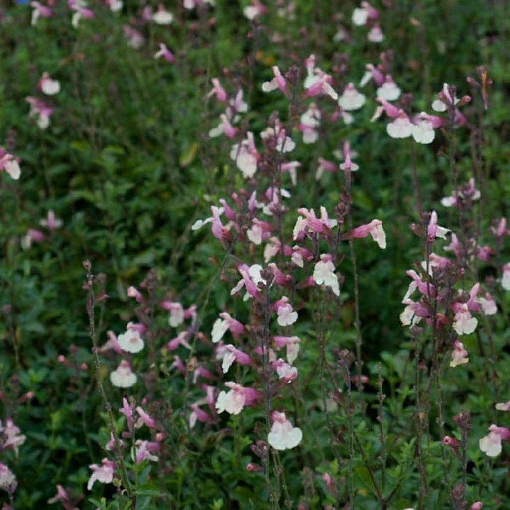 Salvia jamensis Sierra San Antonio - Salvia arbustiva