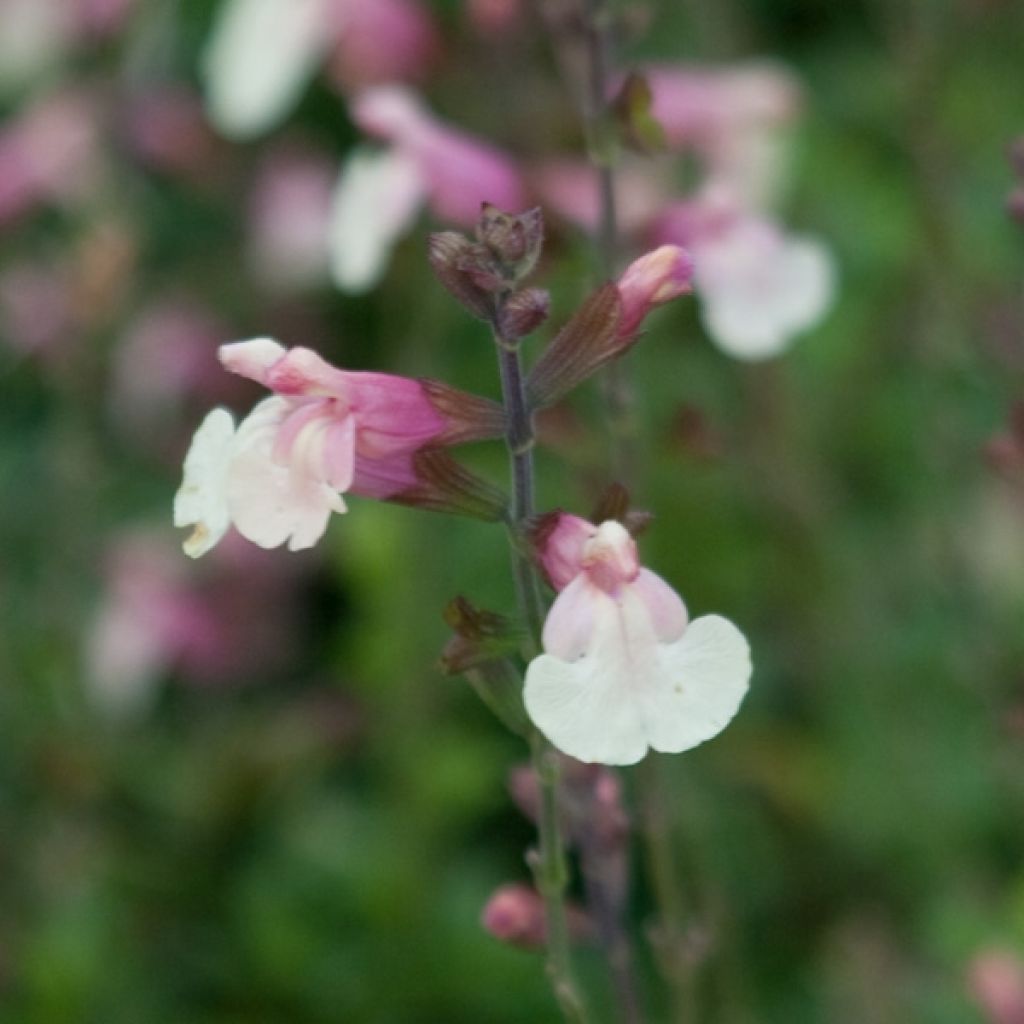 Salvia jamensis Sierra San Antonio - Salvia arbustiva