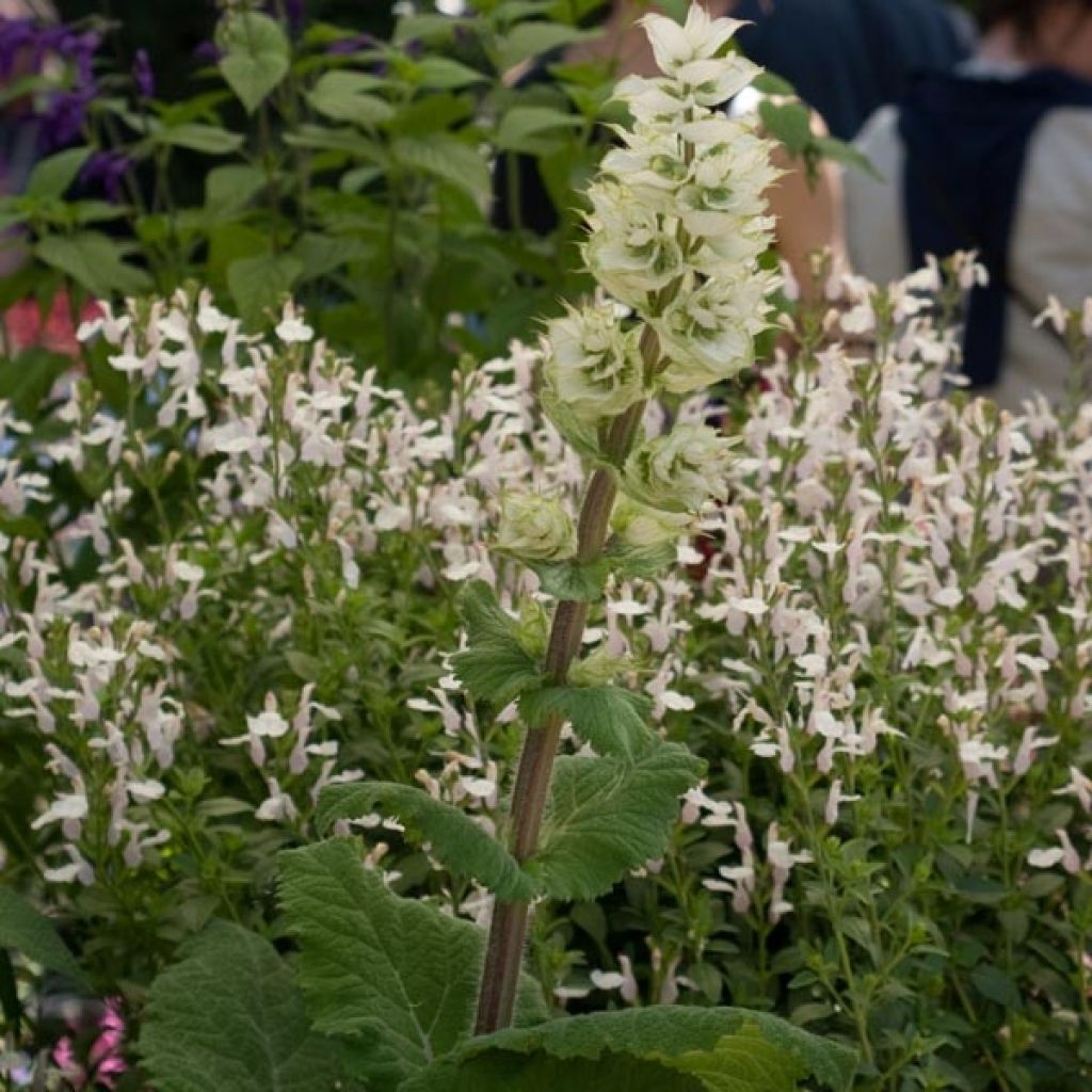 Salvia sclarea Vatican White - Salvia moscatella