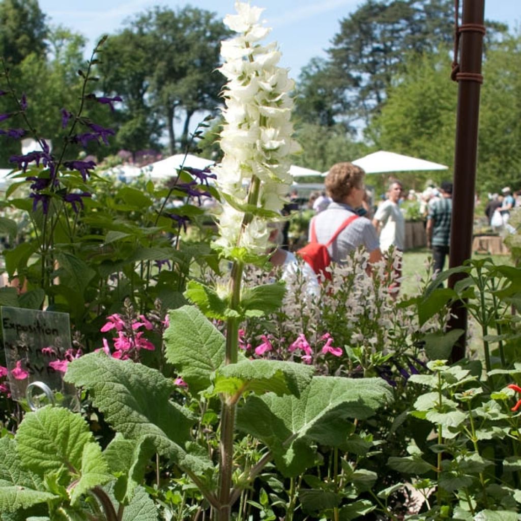 Salvia sclarea Vatican White - Salvia moscatella