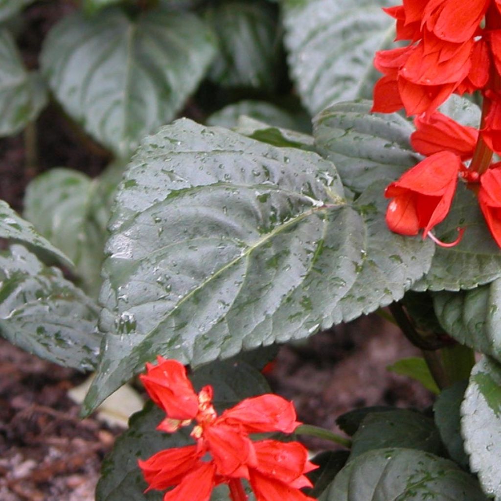 Salvia splendens Carambita - Salvia rossa