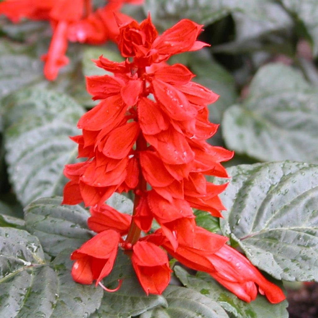 Salvia splendens Carambita - Salvia rossa