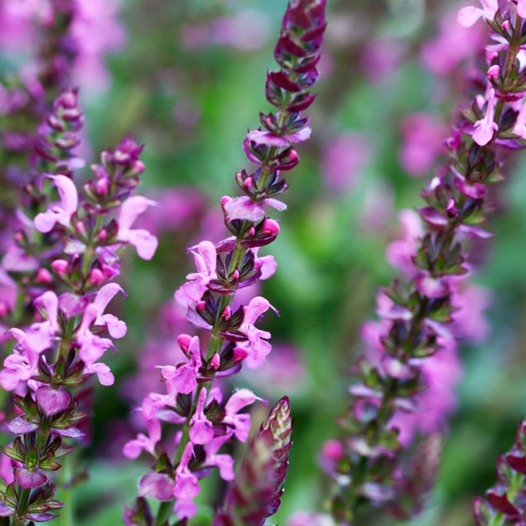 Salvia superba Reine Rose