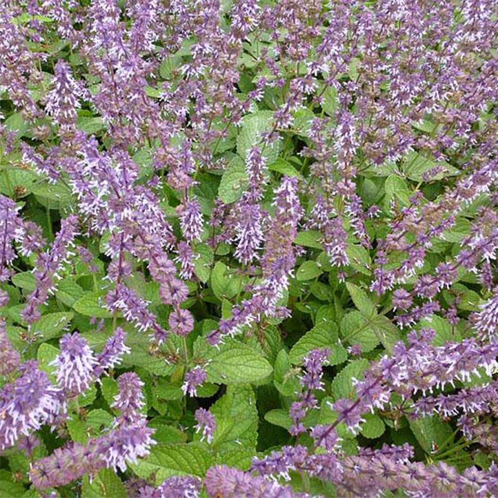 Salvia verticillata Hannay's Blue - Salvia spuria