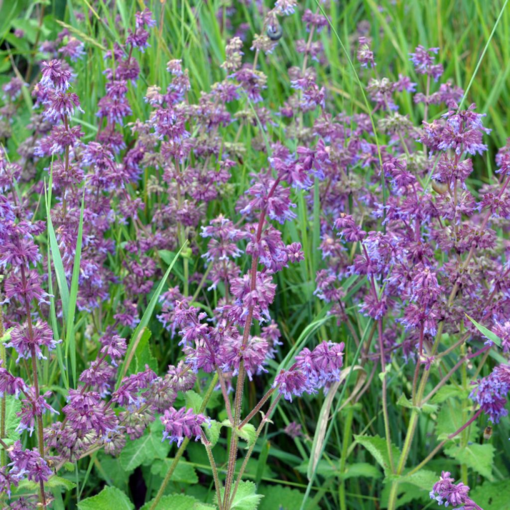 Salvia verticillata Hannay's Blue - Salvia spuria