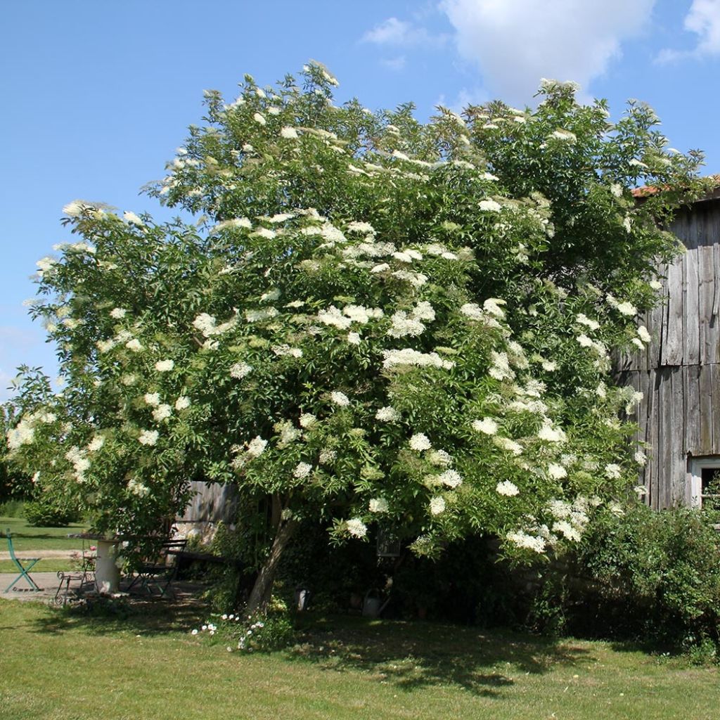 Sureau noir - Sambucus nigra