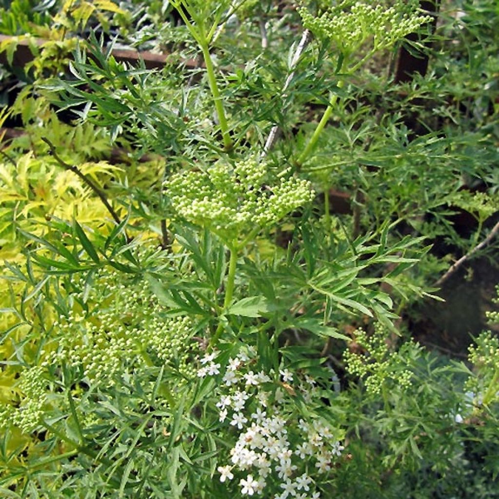 Sureau noir - Sambucus nigra Laciniata